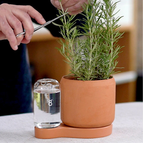 Pot auto arrosant en terre cuite avec un récipient en verre pour faire des boutures. Le recipient en verre peut accueillir plusieurs boutures en simultanée