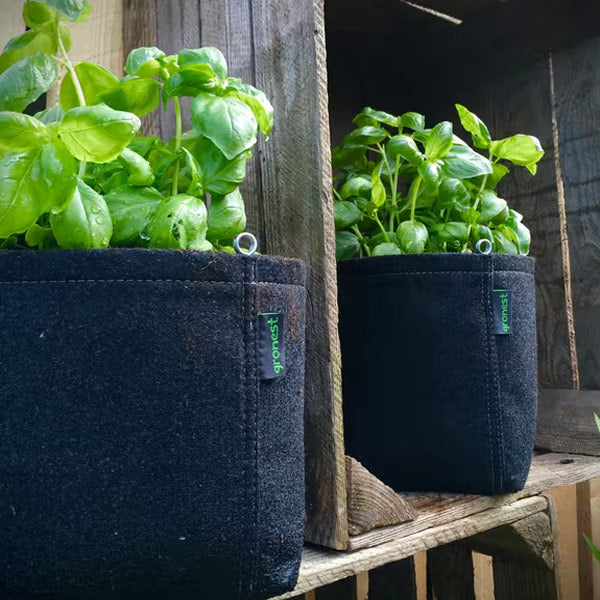 kit de culture pour faire pousser du basilic bio sur son balcon, sa terrasse ou sur le rebord de la fenêtre. kit complet prêt à l'emploi