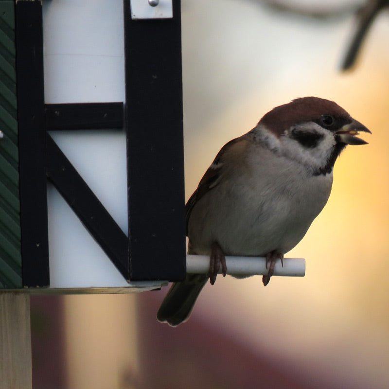 les oiseaux adorent cette jolie cabane à oiseaux de la marque Wildlife Garden, conçue en matériaux naturels et adaptée à leurs besoins
