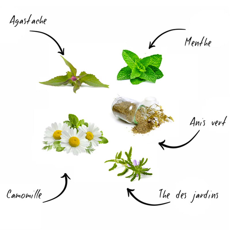 Le kit prêt à pousser Cultivea thés du monde contient des graines biologiques pour faire pousser de la menthe, de l'agastache, de l'anis vert, de la camomille et du thé des jardins. Ces plantes ont été selectionnées pour leurs bienfaits