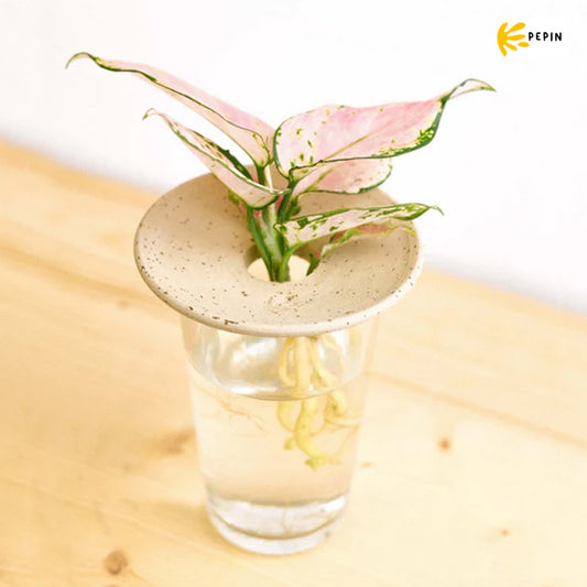 coupelle d'hydroculture et de germination de la marque française Pepin pour faire pousser des boutures et germer des noyaux et des bulbes