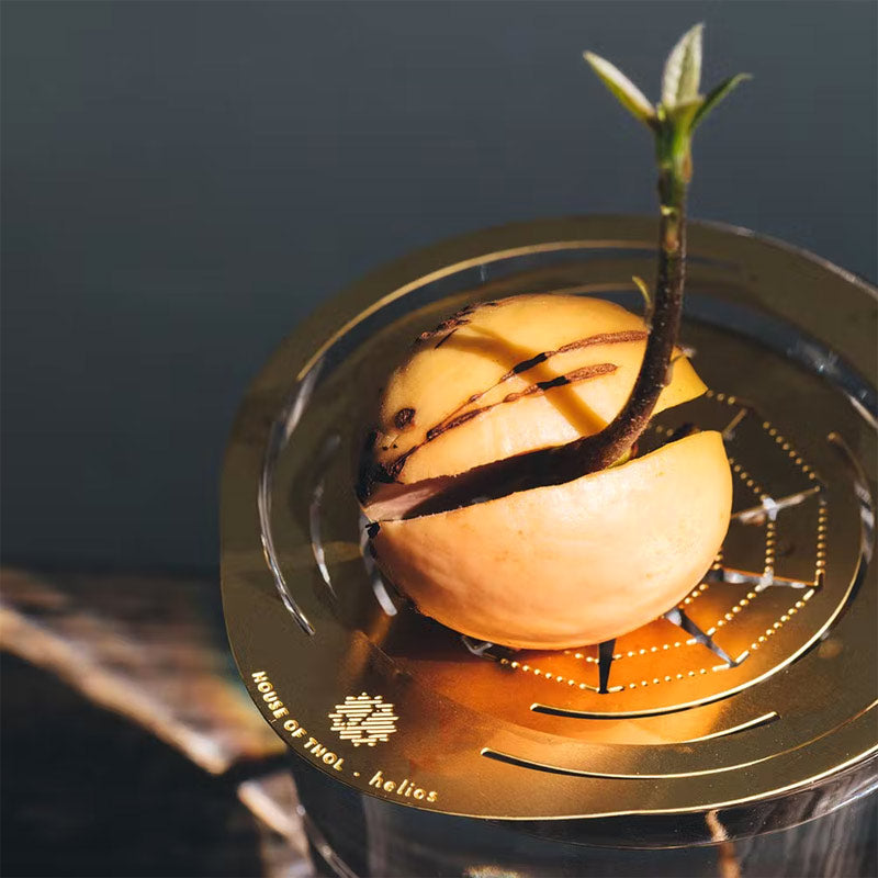 disque House of Thol Hélios en laiton pour faire pousser des noyaux (avocat, mangue, chataigne, gland...) et d'innombrables boutures de vos plantes préférées