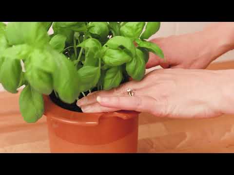 vidéo de présentation du système wet pot, pot autonome en céramique qui facilite l'entretien des plantes