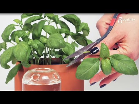 Bouturez facilement vos plantes - Gris Fluo & Green