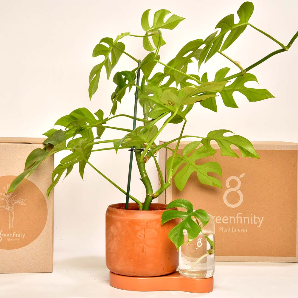 contenu du kit de bouturage Greenfinity. Faites vos propres boutures à la maison, c'est simple, écologique et ludique. C'est aussi un cadeau idéal pour les amoureux des plantes