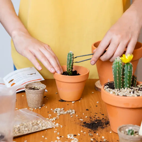 Après avoir fait pousser vos cactus, vous pourrez les replanter dans des pots plus grands pour qu'ils poursuivent leur croissance