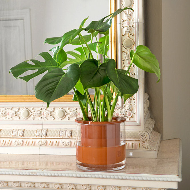 magnifique monstera dans un pot autonome wet pot large. Le monstera est beau et épanouie dans l'environnement humide, parfaitement maintenu grâce au wet pot