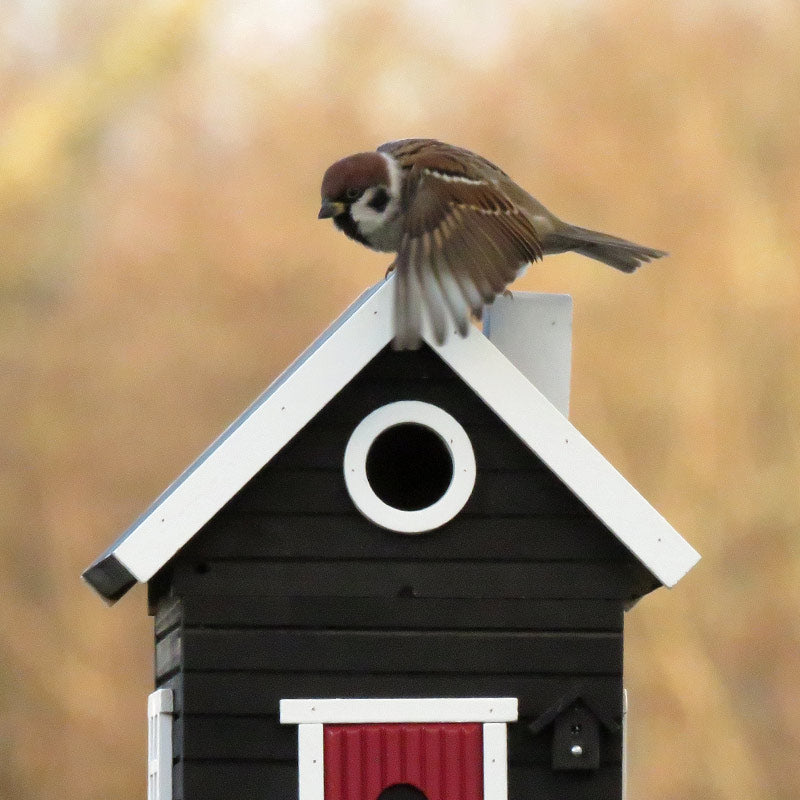 Cabane à oiseaux adaptée à leurs besoins, double fonction nichoir et mangeoire. Maison noire Black Cottage Wildlife Garden