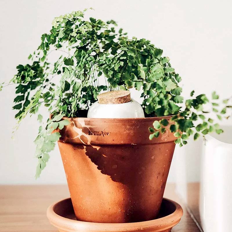 ollas pepin, une idée cadeau originale et écologique qui prend soin de nos plantes