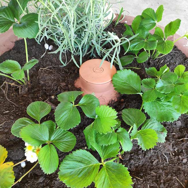 les ollas potager à enterrer maintiennent la terre humide en profondeur pour que les plantes ne manquent jamais d'eau, même pendant notre absence