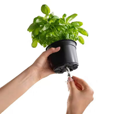 Mèches absorbantes à insérer dans le pot cobble uno pour irriguer la plante par capillarité. La plante est parfaitement arrosée; elle n'a ni trop d'eau, ni pas assez 