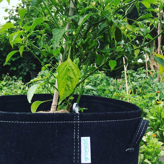 sac de culture géotextile gronest de 8 litres pour cultiver ses plantes sur un balcon, une terrasse ou dans le jardin