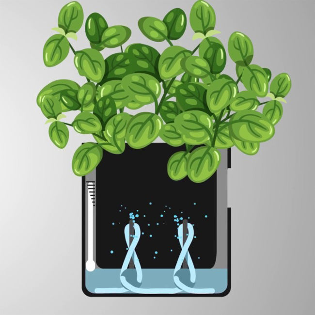 Pot de culture auto-arrosant intérieur et extérieur pour plante ou herbes aromatiques avec témoin de niveau d'eau