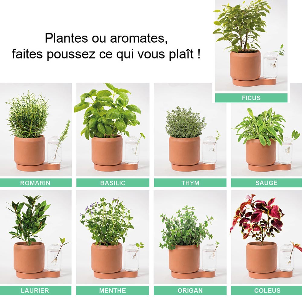 On peut faire pousser des nombreuses plantes et herbes aromatiques dans un pot Greenfinity. Réalisez votre propres boutures de basilic, thum, menthe, romarin. Le pot Greenfinity permet aussi de faire des boutures de vos plantes vertes comme le ficus, le monstera ou le coleus
