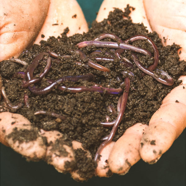 Lombricompostage : Où trouver des vers de compost ?