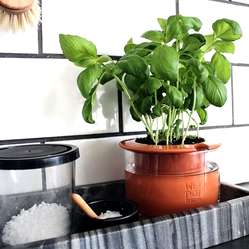 pot auto-arrosant wet pot S avec réserve d'eau pour basilic et autres plantes aromatiques