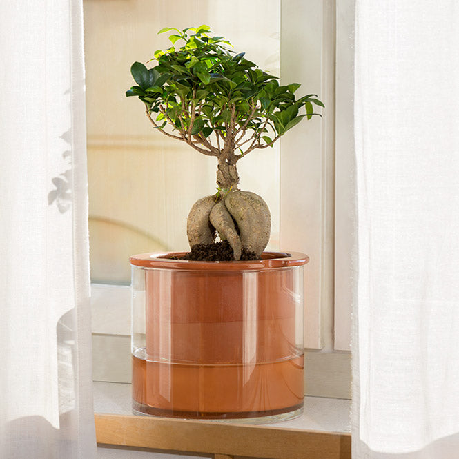 pot autosuffisant auto-arrosant WET POT Systems taille L avec son pot en terre cuite et son vase en verre servant de réserve d'eau