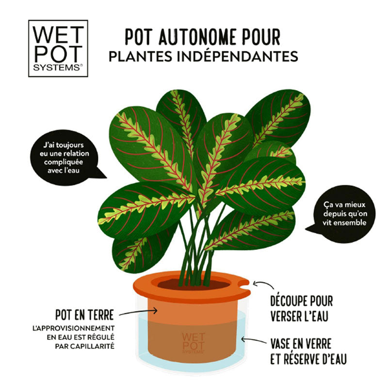 Wet Pot Systems : pot autonome pour plantes indépendantes. L'approvisionnement en eau est régulé par capillarité